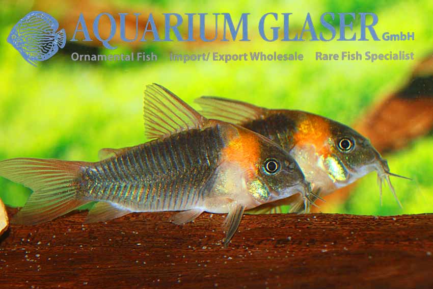 Seltene Corydoras wieder lieferbar! Aquarium Glaser GmbH